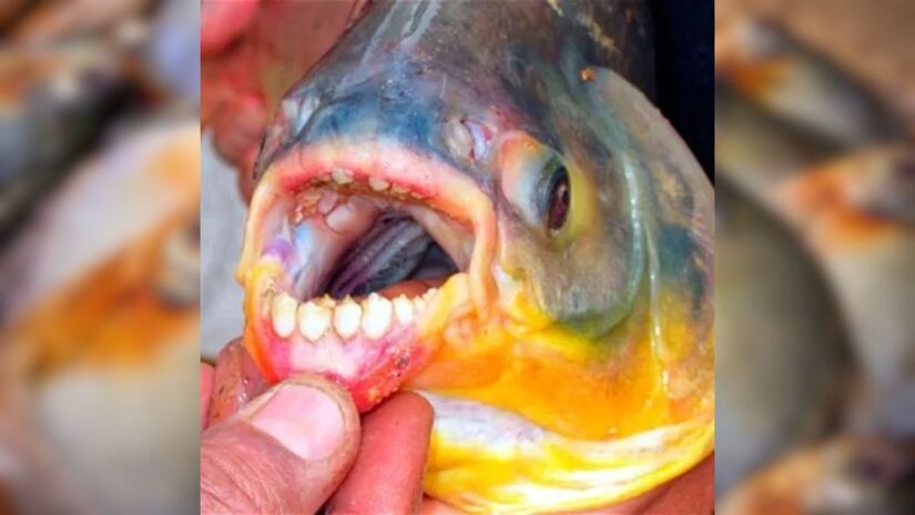 O tratamento é baseado no manejo dos sintomas, realizado por meio de reposição de fluidos e suporte intensivo ou semi-intensivo (Reprodução)