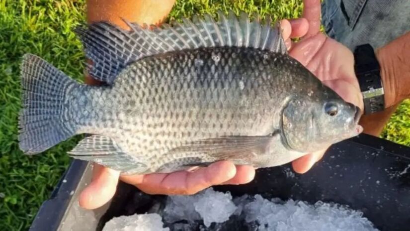 Um dos principais problemas acontece na sua f&aacute;cil adapta&ccedil;&atilde;o, o que a faz tomar o lugar e consumir os alimentos que eram para outros peixes de esp&eacute;cies nativas (Epagri/Reprodu&ccedil;&atilde;o/Imagem Meramente Ilustrativa)