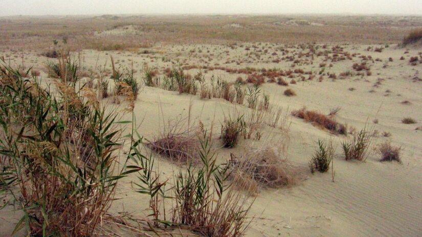 Espécies resistentes à seca foram escolhidas para sobreviver ao clima extremo / Colegota/Wikimedia Commons