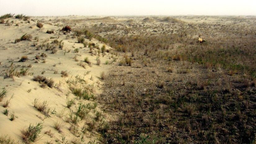 As áreas reflorestadas ajudam a estabilizar o solo e reduzir a erosão / Colegota/Wikimedia Commons