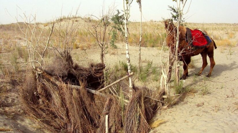 O projeto transformou trechos do deserto em corredores verdes estratégicos / Colegota/Wikimedia Commons