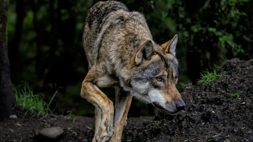 Lobos que vivem na região de Chernobyl despertam interesse científico devido à exposição prolongada à radiação / Pixabay