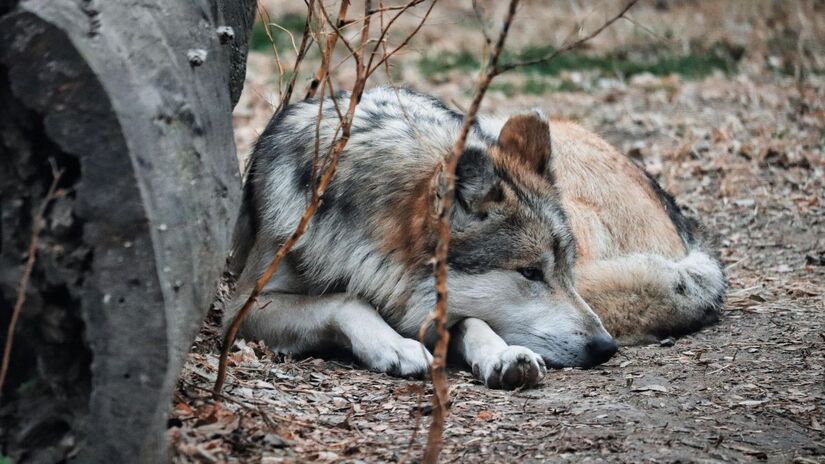 Estudos apontam que alguns animais da área apresentam alterações no sistema imunológico / Pixabay