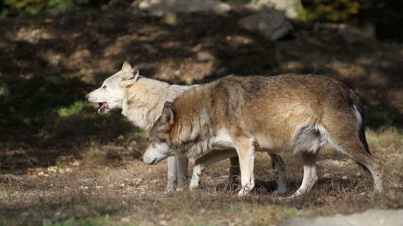 Cientistas continuam monitorando os lobos de Chernobyl para entender impactos e mecanismos de sobrevivência / Pixabay