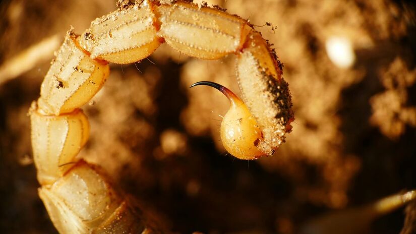 Em caso de picada, a orientação é lavar o local com água e sabão e procurar atendimento médico imediato/Pexels