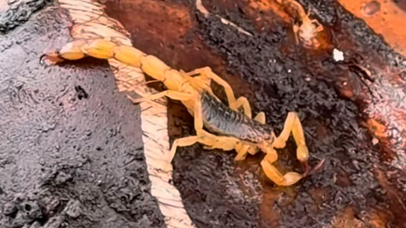 Reprodu&ccedil;&atilde;o