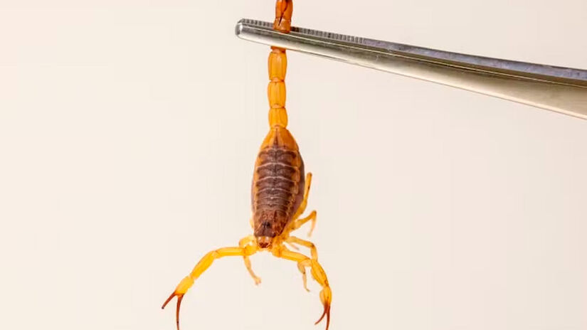 Divulga&ccedil;&atilde;o/Butantan