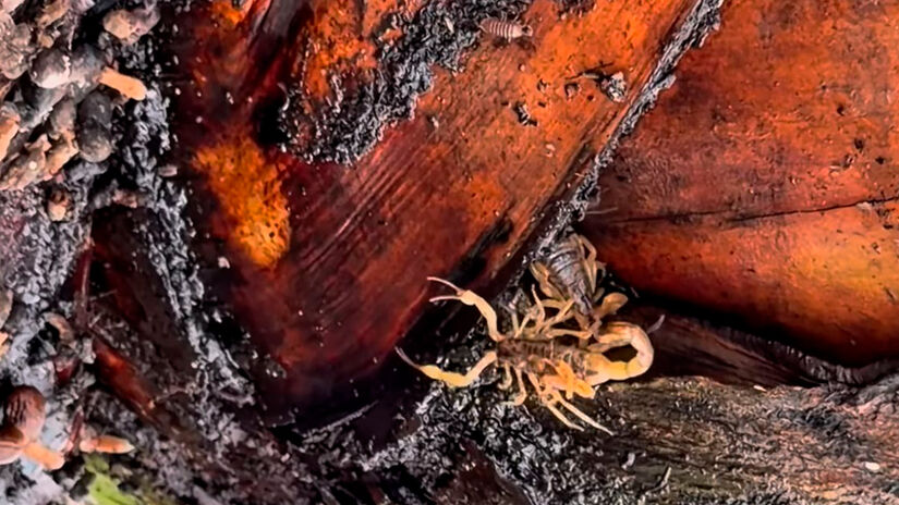 Reprodu&ccedil;&atilde;o