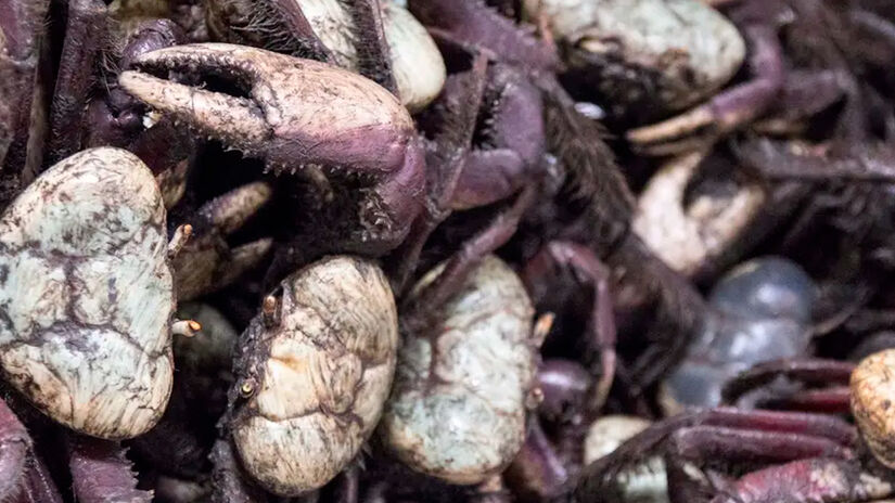 Foto: Pedro Guerreiro - Ag. Pará