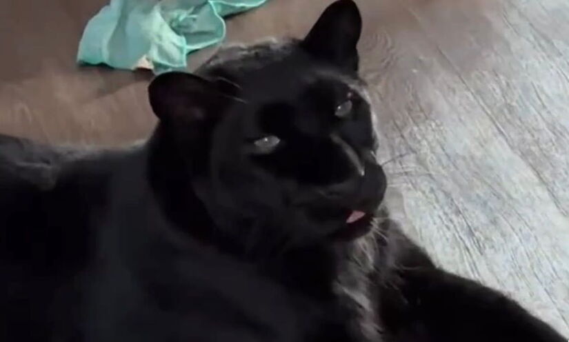 Hoje, já próxima da fase adulta, Luna vive em um espaço fechado e controlado, cercado por natureza, onde pode correr, escalar e expressar comportamentos naturais. Reprodução/Instagram @luna_the_pantera