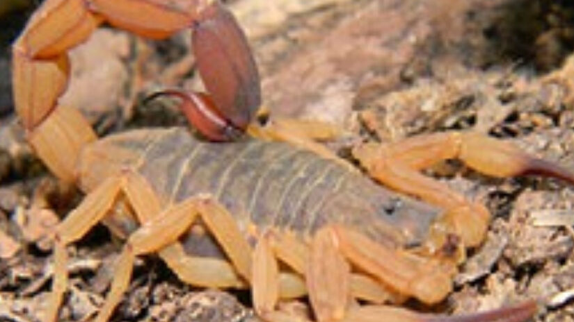 O que mais preocupa os especialistas é a biologia do escorpião-amarelo. Esta espécie possui uma capacidade incrível de adaptação e se reproduz por partenogênese. Foto: Ministério da Saúde