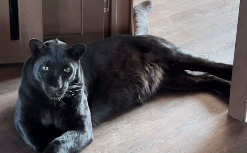 Foi nesse cenário crítico que uma cuidadora experiente de grandes felinos assumiu os cuidados emergenciais. Reprodução/Instagram @luna_the_pantera