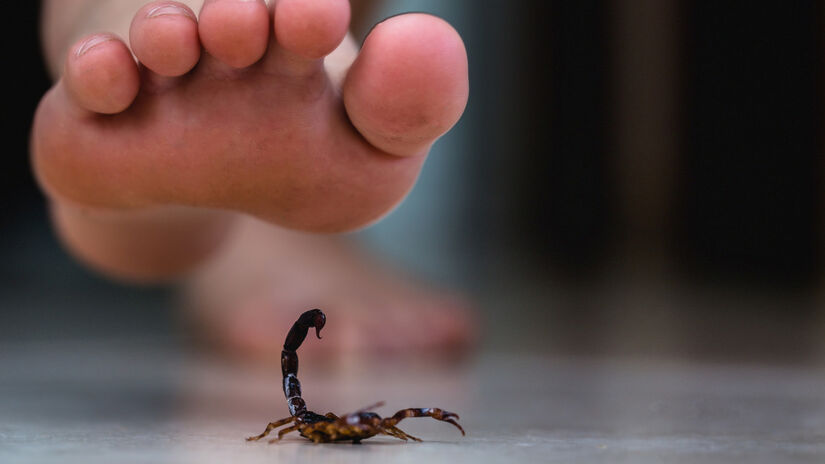 O que mais preocupa os especialistas é a biologia do escorpião-amarelo. Esta espécie possui uma capacidade incrível de adaptação e se reproduz por partenogênese. Foto: Ministério da Saúde