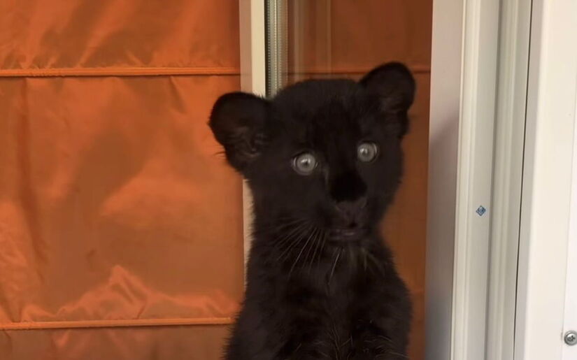 Nascida em um zoológico itinerante na Sibéria, a filhote de pantera negra foi rejeitada pela própria mãe ainda na primeira semana de vida. Reprodução/Instagram @luna_the_pantera