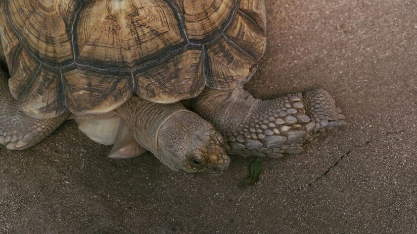 Cientistas acreditam que os sulcos encontrados na Itália foram deixados por tartarugas fugindo após um terremoto submarino/Pexels