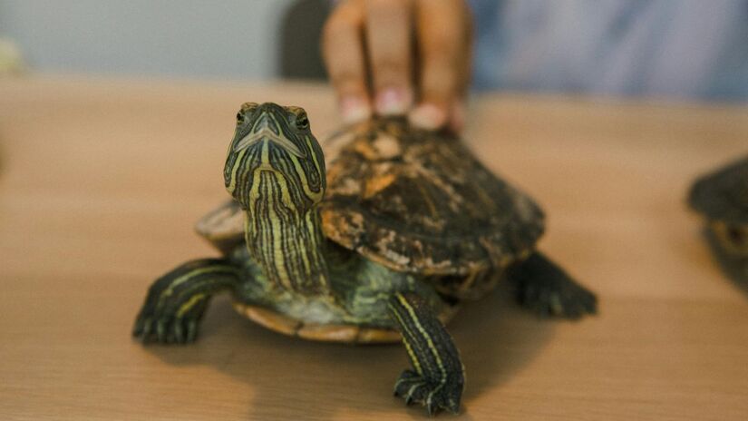 As impressões foram preservadas graças a um deslizamento de sedimentos no fundo do mar durante o período Cretáceo/Pexels