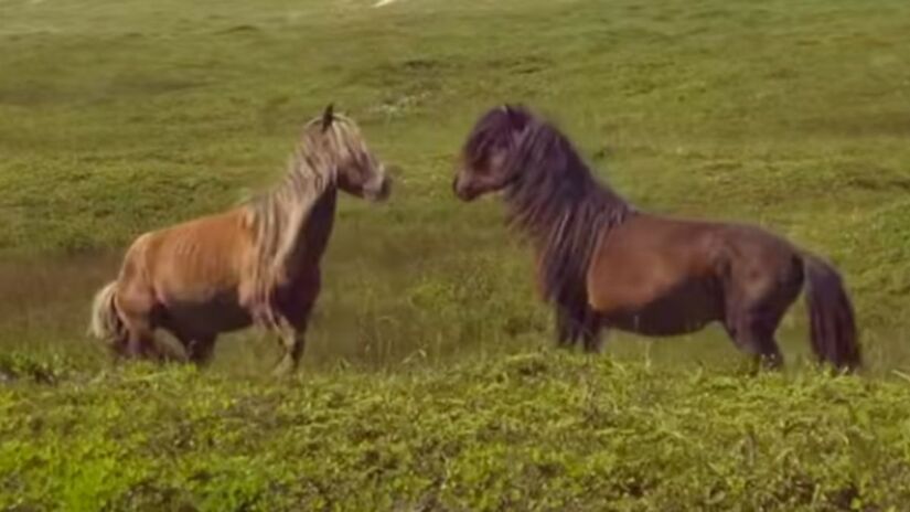 Embora não sejam nativos da região, os cavalos se adaptaram às condições do território. Reprodução/Parks Canada/YouTube