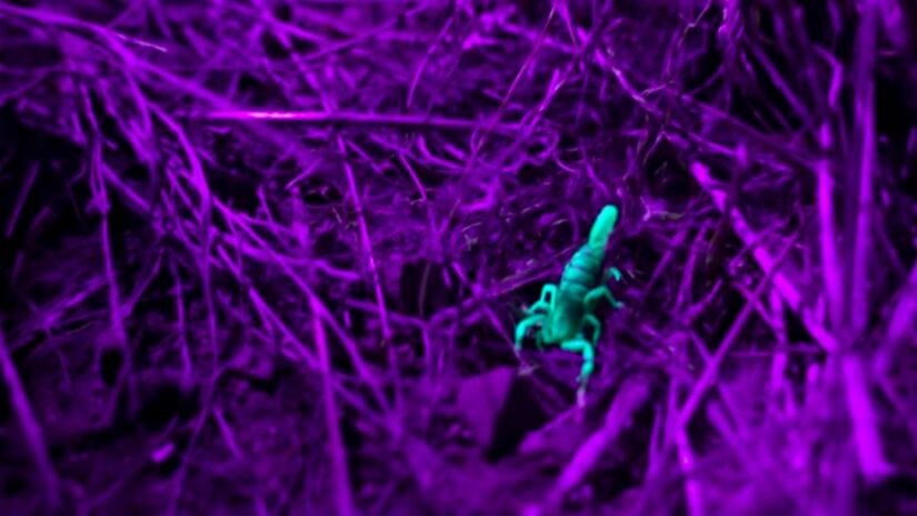 A fina película chamada camada hialina funciona como proteção natural contra predadores, parasitas e possíveis infecções, contribuindo para a sobrevivência da espécie. Captura de tela/YouTube/Veritasium