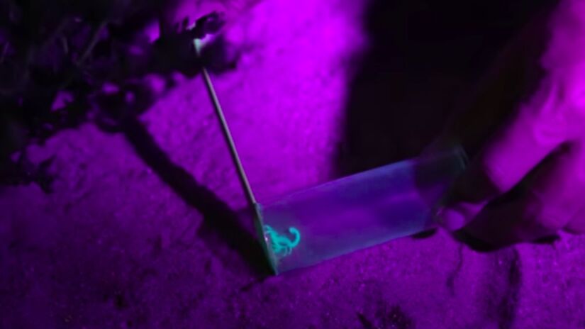 Quando exposto à luz UV, o escorpião revela um brilho fluorescente intenso. O fenômeno ocorre devido à camada hialina presente em seu exoesqueleto, que reage à radiação ultravioleta. Captura de tela/YouTube/Veritasium