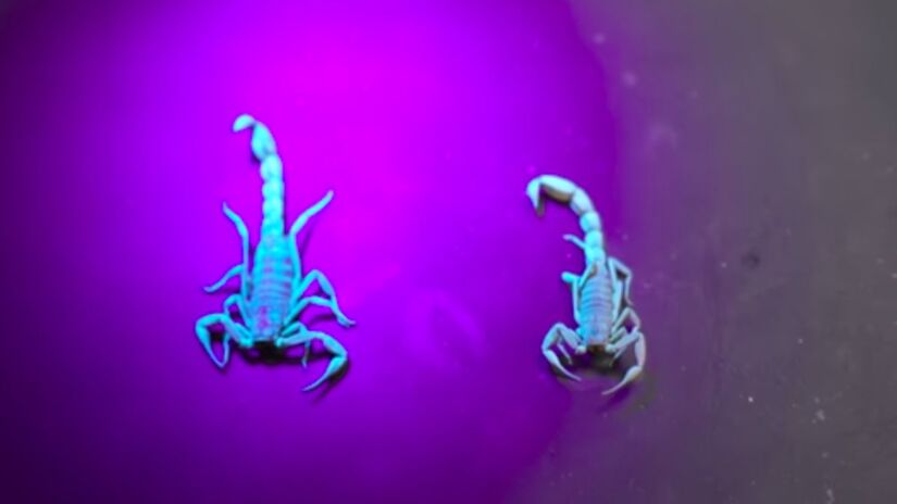 A presença de escorpiões em áreas residenciais brasileiras tem aumentado nos últimos anos, com crescimento expressivo no número de acidentes registrados entre 2015 e 2023. Captura de tela/YouTube/Veritasium