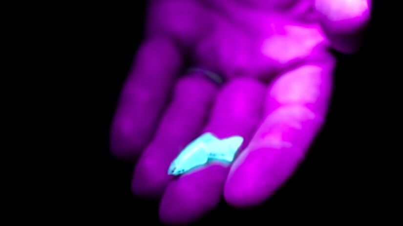 Pesquisadores identificaram, em estudos recentes, a presença de moléculas como o éster de ftalato no organismo do animal, substância associada à rigidez e resistência de sua estrutura. Captura de tela/YouTube/Veritasium