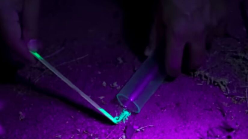 Apesar de considerados perigosos, os escorpiões apresentam características biológicas que ainda intrigam cientistas, especialmente o mecanismo por trás de sua fluorescência. Captura de tela/YouTube/Veritasium