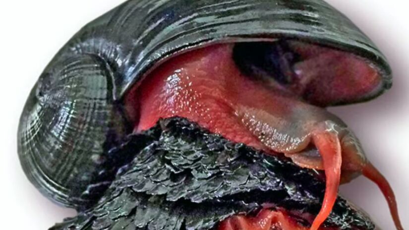 Conhecido como "caracol de ferro", o Chrysomallon squamiferum vive a cerca de 3 mil metros de profundidade, em ambientes extremos próximos a fontes hidrotermais no oceano Índico. Captura de tela/YouTube/Blue Orangutan