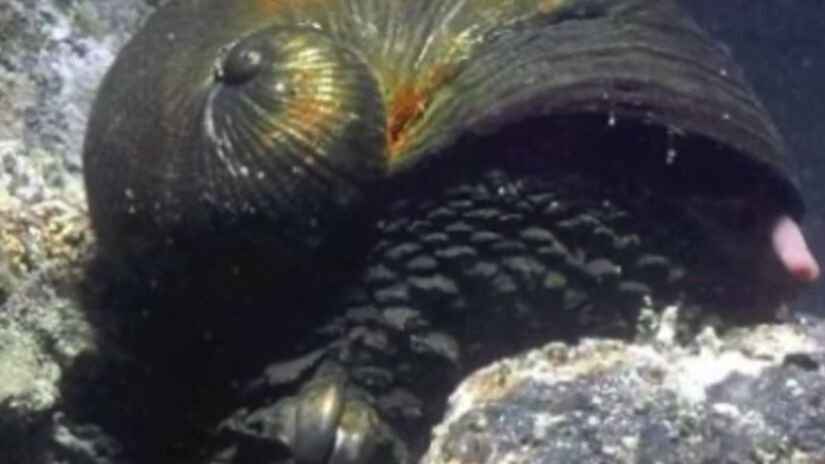 Adaptado à ausência total de luz solar, o Chrysomallon squamiferum sobrevive graças à simbiose com bactérias que transformam compostos químicos em energia. Captura de tela/YouTube/Blue Orangutan
