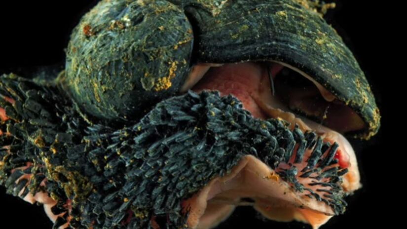 Além da "armadura" metálica, a espécie chama atenção pelo coração que representa cerca de 4% do volume do corpo, uma proporção rara entre os animais conhecidos. Captura de tela/YouTube/Blue Orangutan
