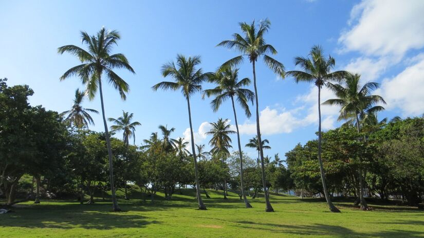 Coqueiros à beira-mar completam o cenário paradisíaco do destino / Jorge Brasil/Wikimedia Commons