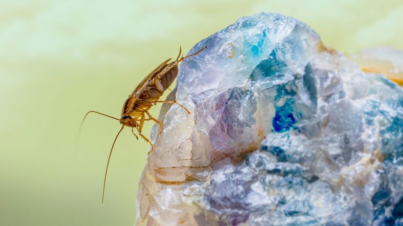 A rápida reprodução das baratas contribui para infestações persistentes / Pixabay