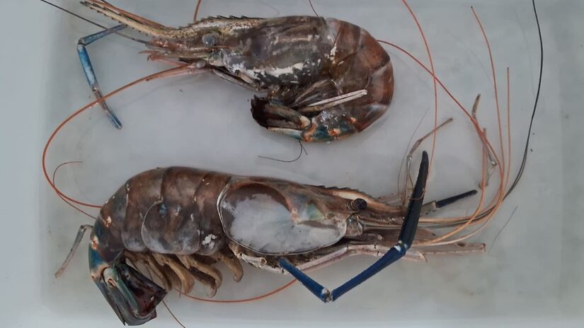 O camarão-gigante-da-Malásia possui grandes quelas, usadas na defesa e na disputa por território / Edson Barbieri/Arquivo Pessoal