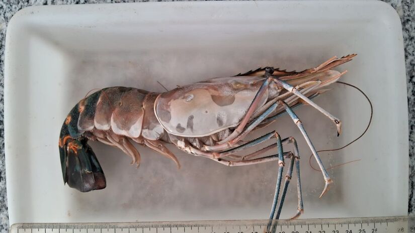 A espécie é amplamente cultivada na aquicultura devido ao rápido crescimento / Edson Barbieri/Arquivo Pessoal