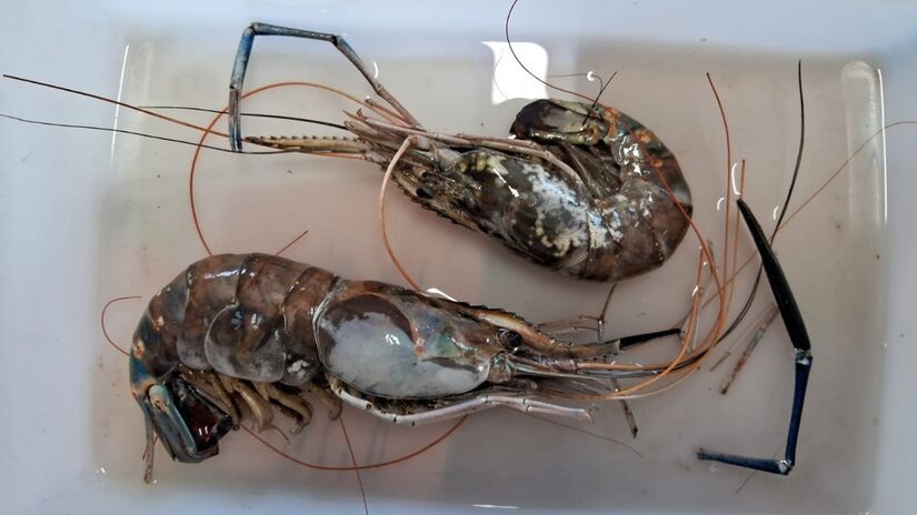 Vive em rios e estuários, migrando entre água doce e salobra em diferentes fases da vida / Edson Barbieri/Arquivo Pessoal