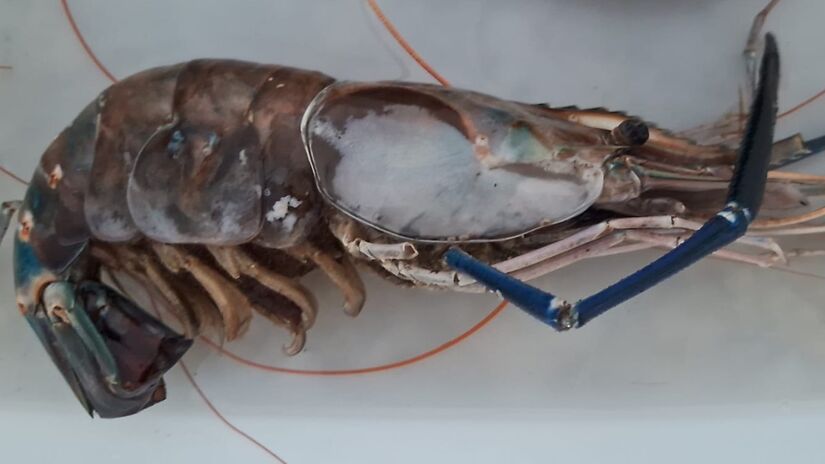 O camarão-gigante-da-Malásia é uma das maiores espécies de camarão de água doce do mundo / Edson Barbieri/Arquivo Pessoal