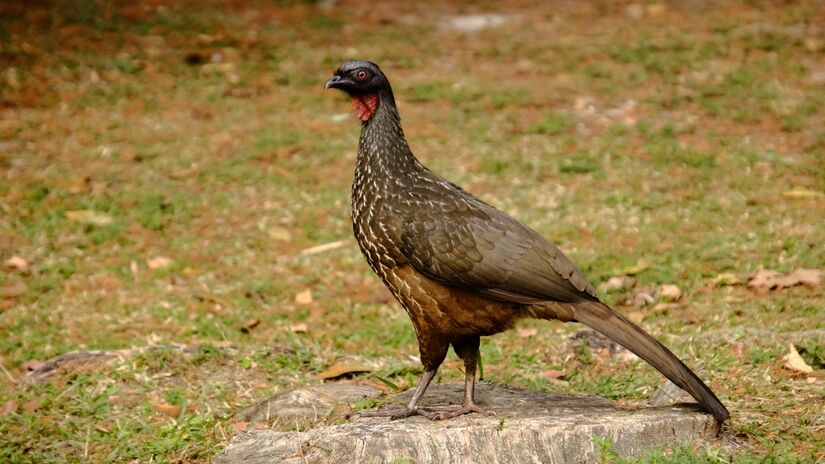 A estrela é o jacu (Penelope obscura), ave silvestre que seleciona apenas os frutos mais maduros do cafeeiro / Wikimedia Commons/Lucas Katayama