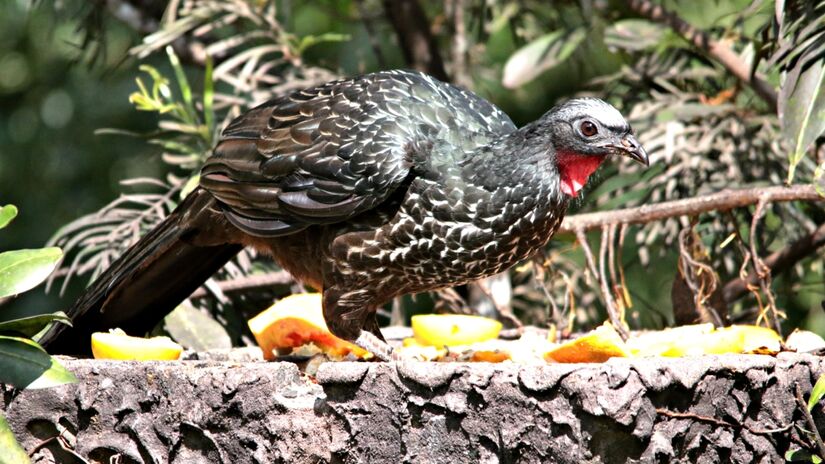 Produtores de Minas Gerais e do Espírito Santo perceberam que o jacu consumia somente os frutos vermelhos / Wikimedia Commons/Luiz Carlos Rocha
