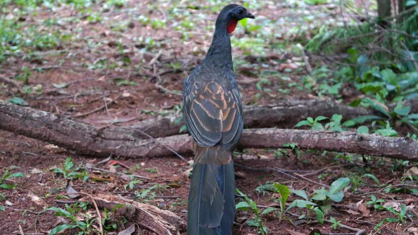 A manutenção do habitat natural é essencial para a presença das aves / Wikimedia Commons/Leandro Avelar 
