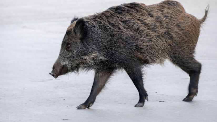 Estudos mostram que a escavação feita por javalis afeta nutrientes, água e a regeneração da vegetação/Pexels