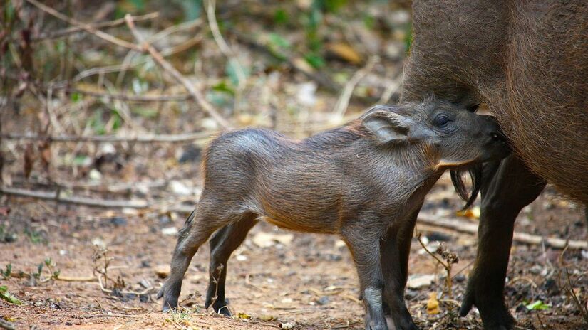 Ao mexer na camada superficial do solo, javalis facilitam erosão e a entrada de espécies invasoras/Pexels