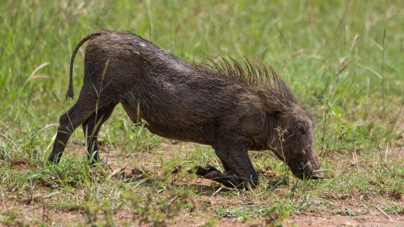 Em anos com menos alimento, javalis ampliam a escavação do solo para acessar raízes e invertebrados/Pexels