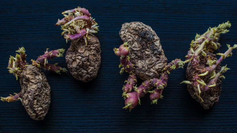 Batatas geminadas podem reter mais umidade entre as partes unidas, favorecendo o surgimento de fungos / Pixabay