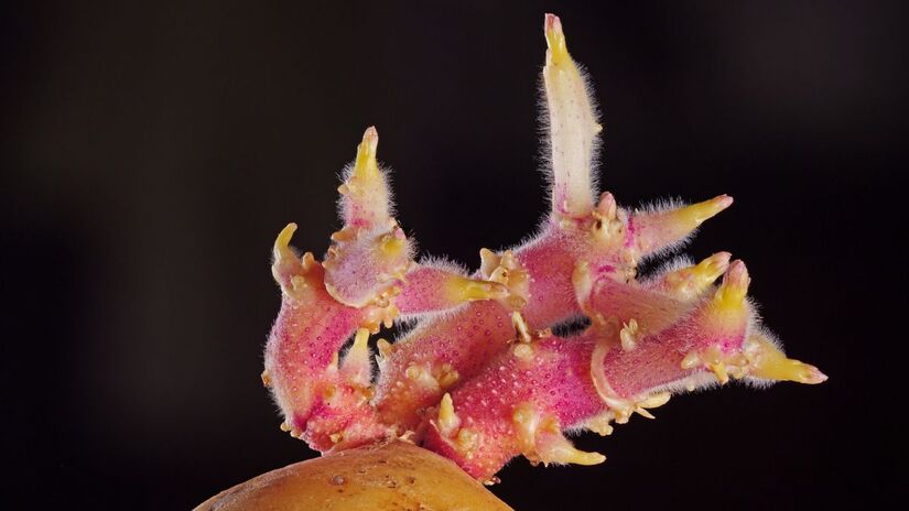 Fissuras na região de junção aumentam o risco de contaminação por bactérias / Pixabay