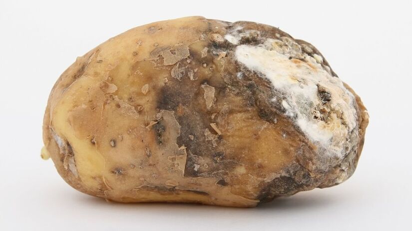 Caso apresentem manchas, podem indicar presença de solanina em níveis indesejáveis / Pixabay