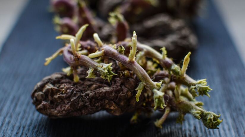 Armazenamento inadequado pode acelerar a deterioração em batatas geminadas / Pixabay