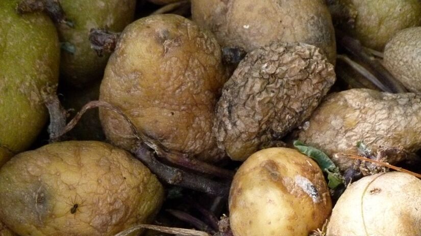 Ao notar odor estranho ou textura amolecida, o descarte é a opção mais segura / Pixabay