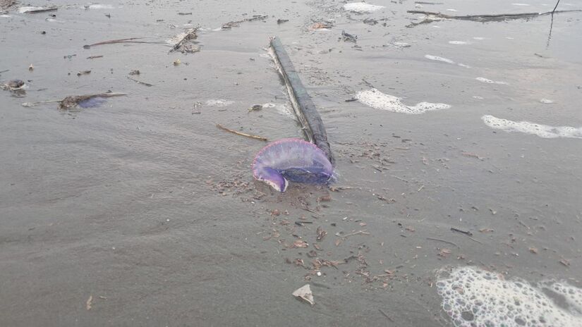 Em &aacute;reas do Parque Estadual do Itingu&ccedil;u, o lixo internacional &eacute; recorrente e a limpeza depende de mutir&otilde;es ambientais / M&aacute;rcio Ribeiro/DL