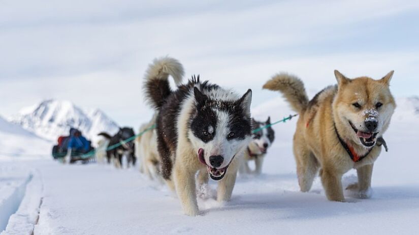 Markus Trienke/Wikimedia Commons