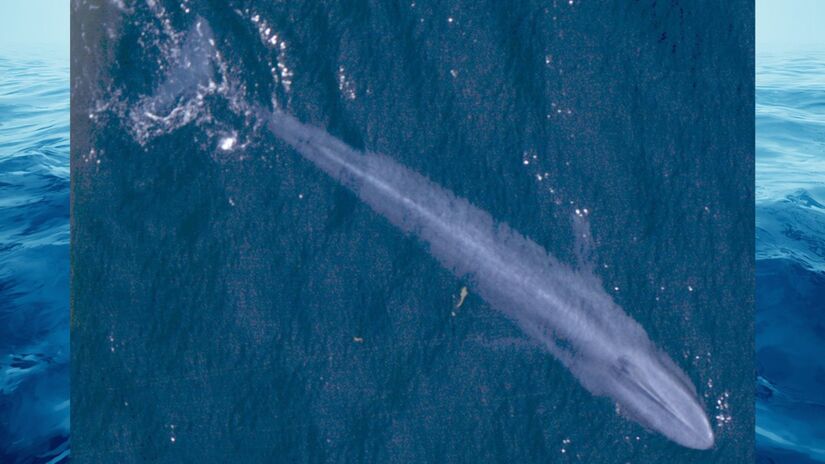 Apesar do tamanho gigantesco, ela se alimenta principalmente de pequenos krills / NOAA Fisheries/Wikimedia Commons
