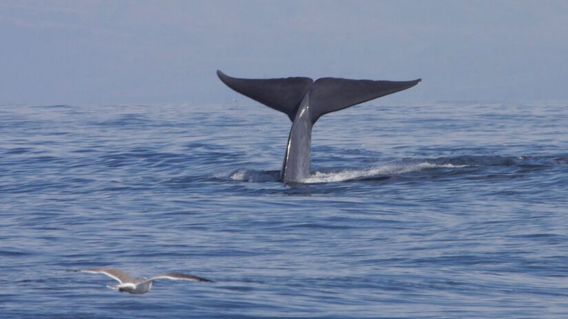 A baleia-azul é o maior animal que já existiu na Terra / Gregory 'Slobirdr' Smith/Wikimedia Commons